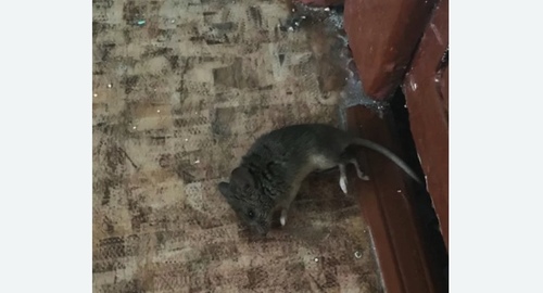 Дезинфекция от мышей в Омске